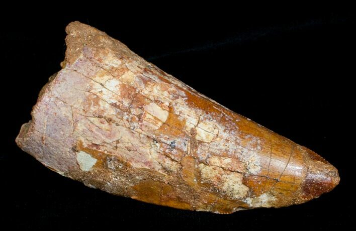 Big, Thick Inch Carcharodontosaurus Tooth #4201